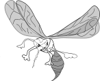 mosquito-48547_960_720.png